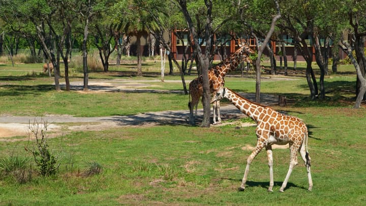 Disney's Animal Kingdom Villas - Jambo House