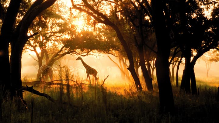 Disney's Animal Kingdom Villas - Jambo House