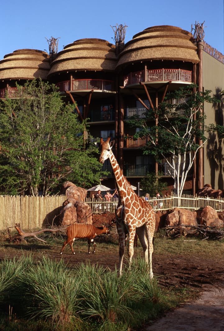 Disney's Animal Kingdom Villas - Jambo House
