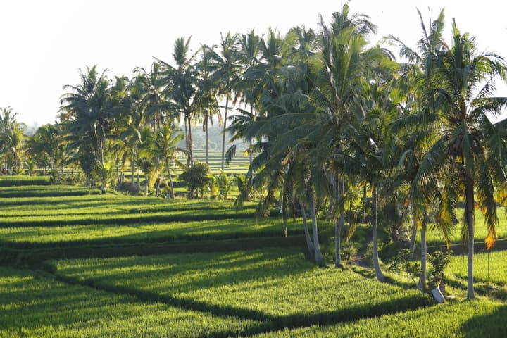 The LUXE Ubud, a Boutique Hotel