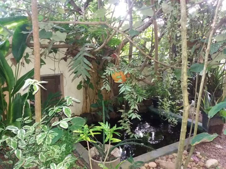Peacock Wings Guest House