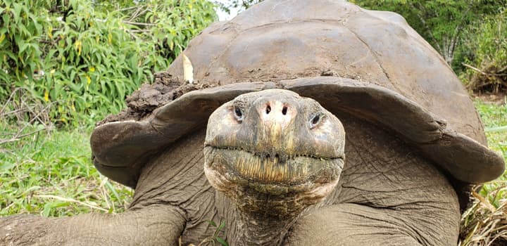 Galapagos Eco Friendly