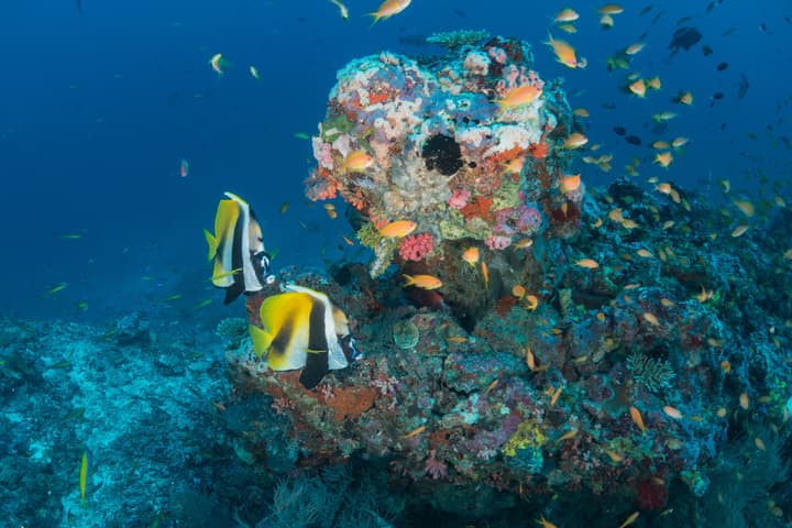 Milaidhoo Maldives