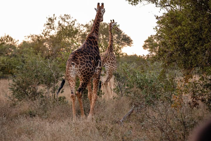 Kapama River Lodge
