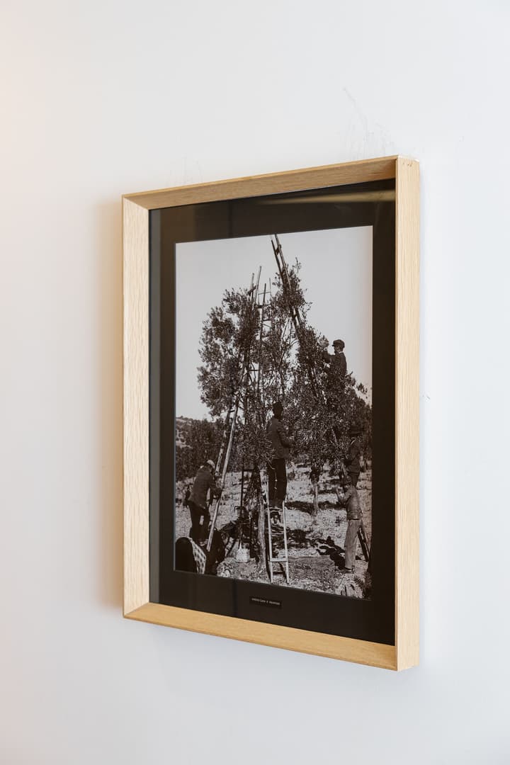 Évora Olive Hotel
