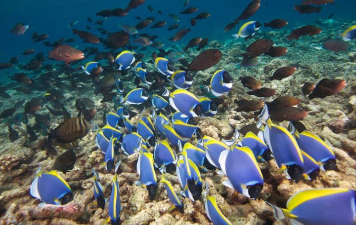 Hurawalhi Island Resort