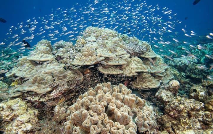 Hurawalhi Island Resort
