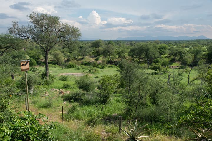 Sausage Tree Safari Camp