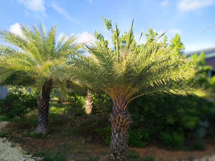 Red Palm Village