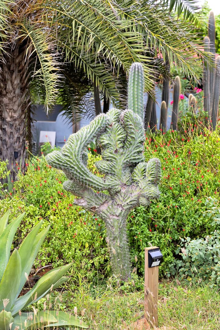 Red Palm Village