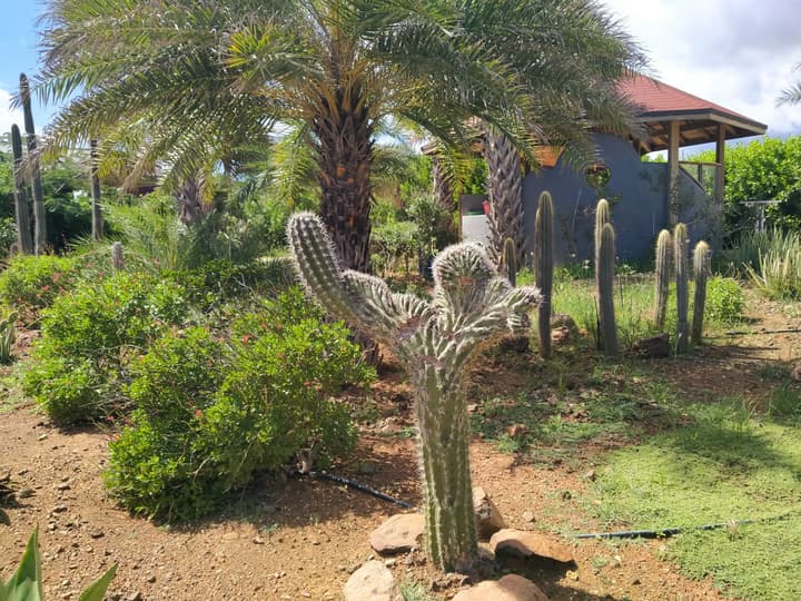 Red Palm Village