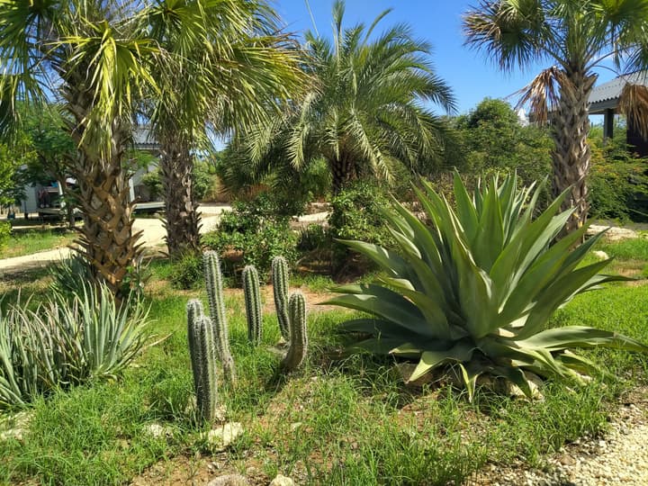Red Palm Village