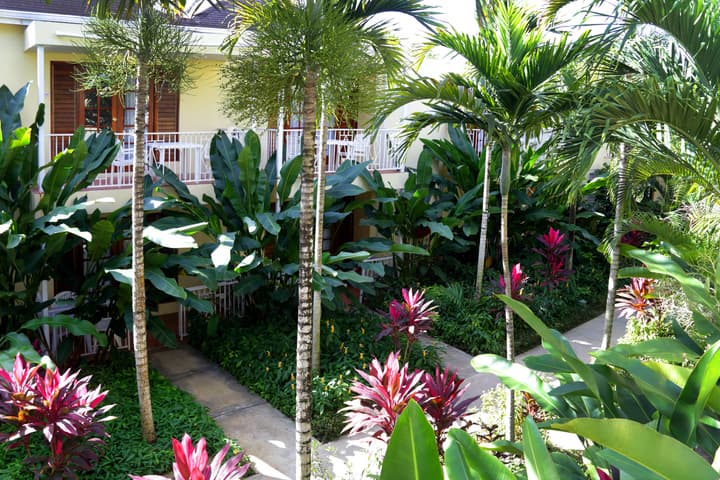 Negril Palms