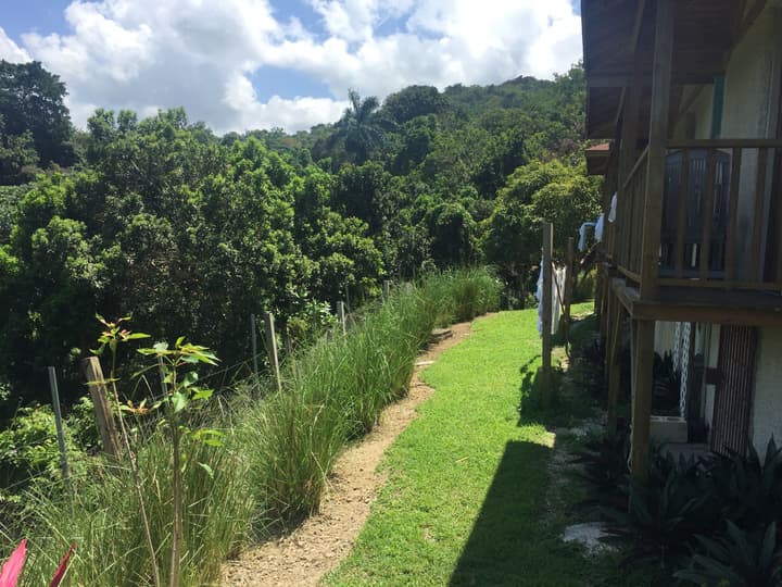 Teresinajamaica