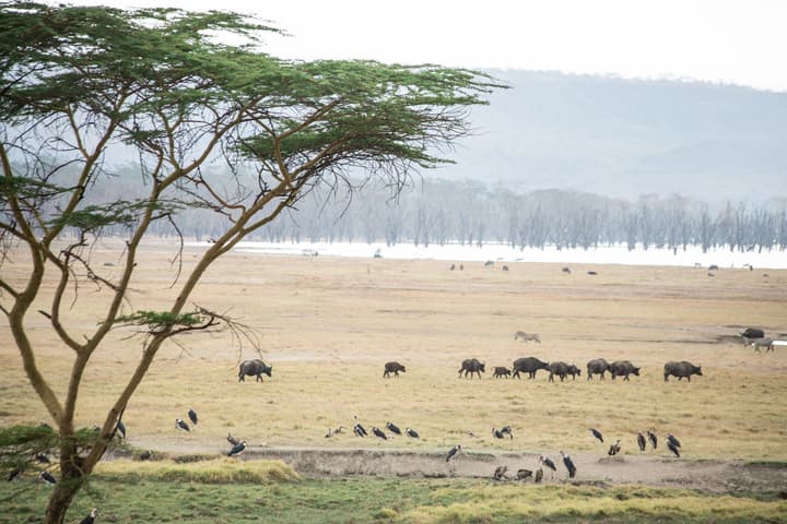 Sarova Lion Hill Game Lodge