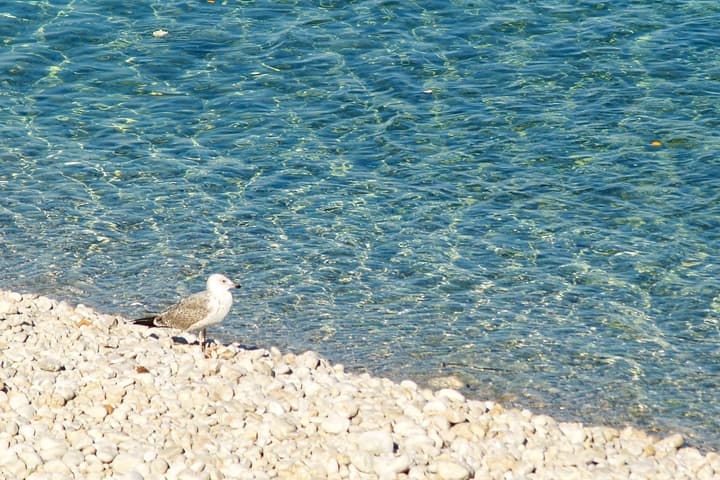 Hotel Vis