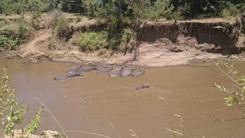 HAMMERKOP MIGRATION CAMP