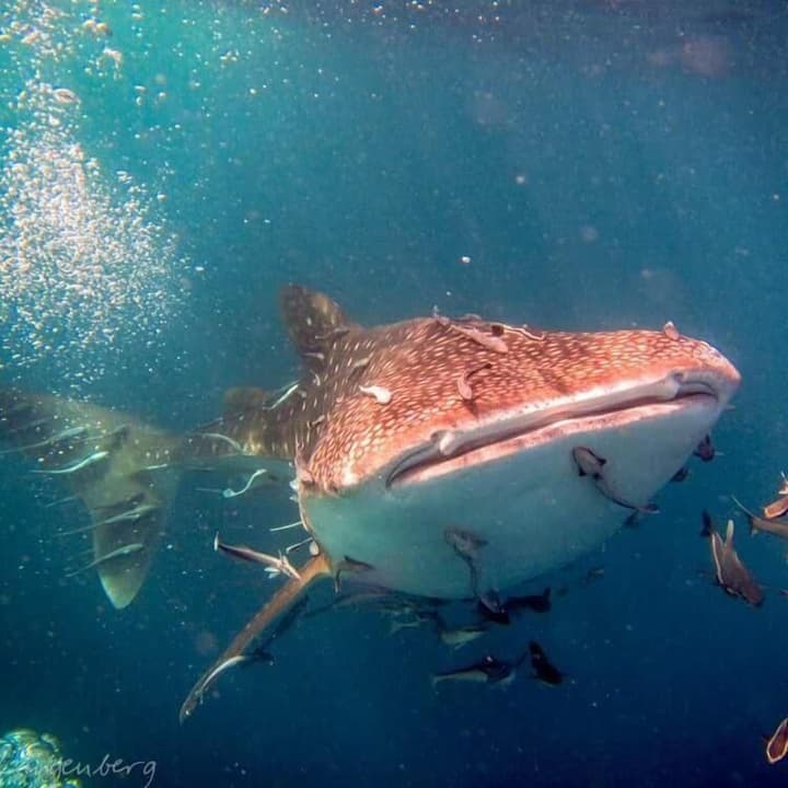 Carabao Diving Koh Tao