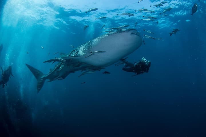 Carabao Diving Koh Tao
