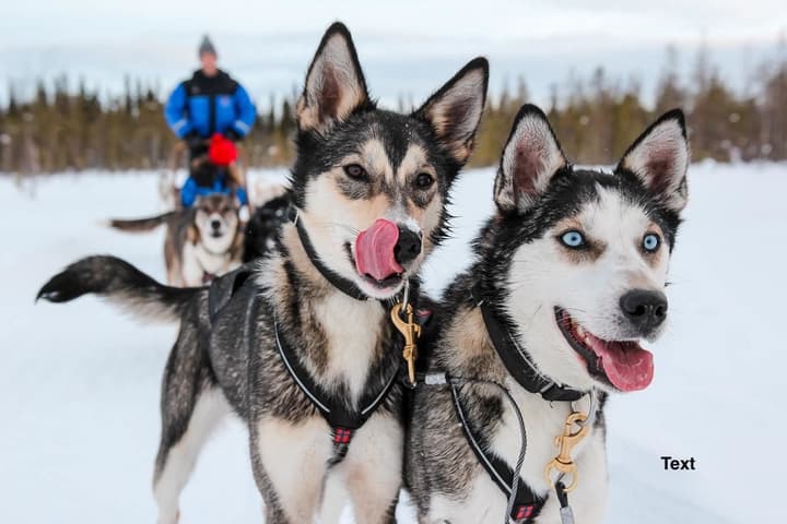 Arctic Resort Delight