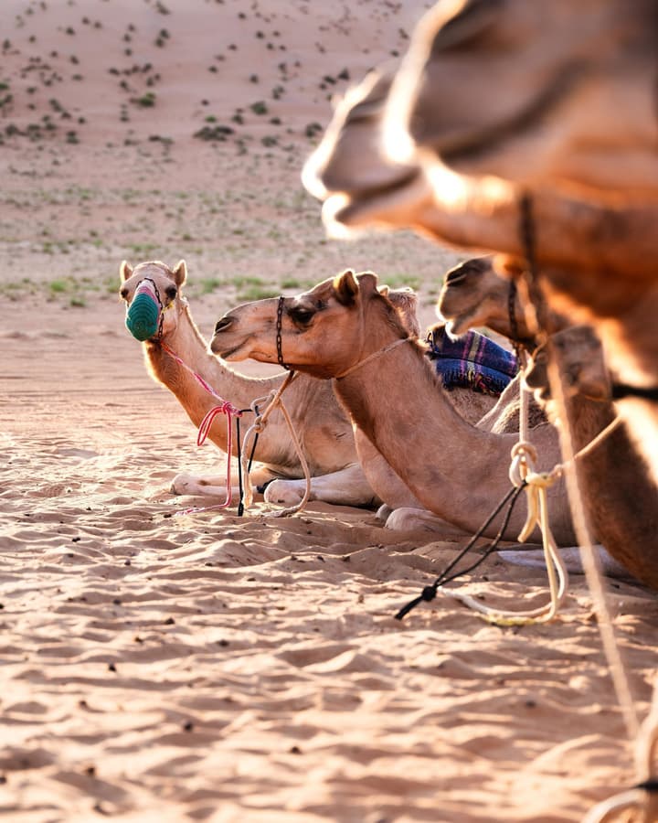 Thousand Nights-Ash Sharqiyah Sands