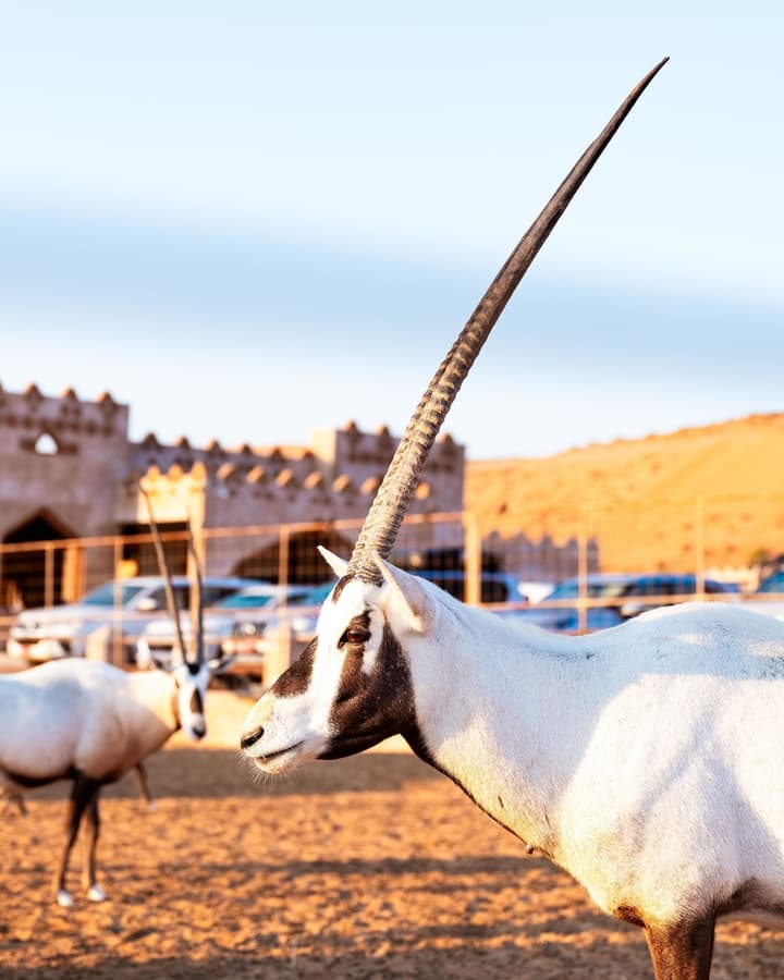 Thousand Nights-Ash Sharqiyah Sands