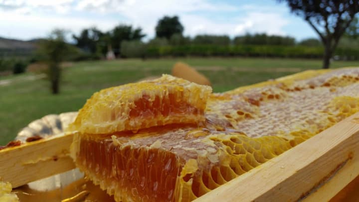 Saturnia Glamping - Seme di Carota