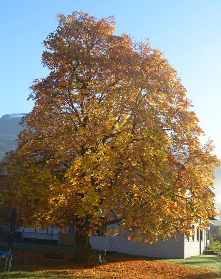 Innvik Fjordhotel - Misjonheimen