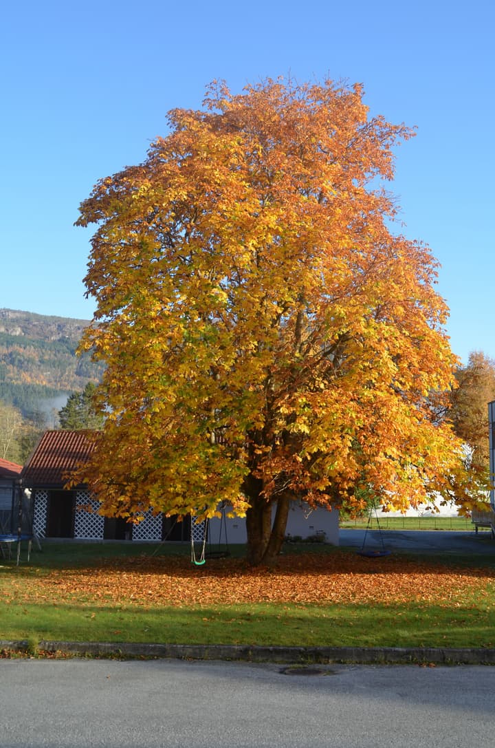 Innvik Fjordhotel - Misjonheimen