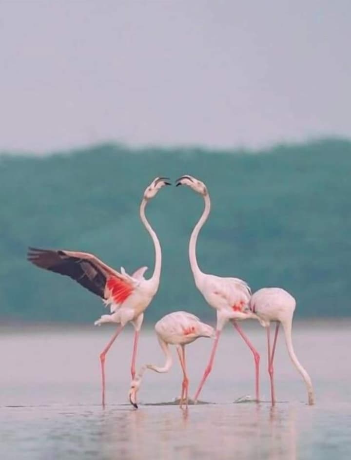 Kottamba Yala Stay & Safari
