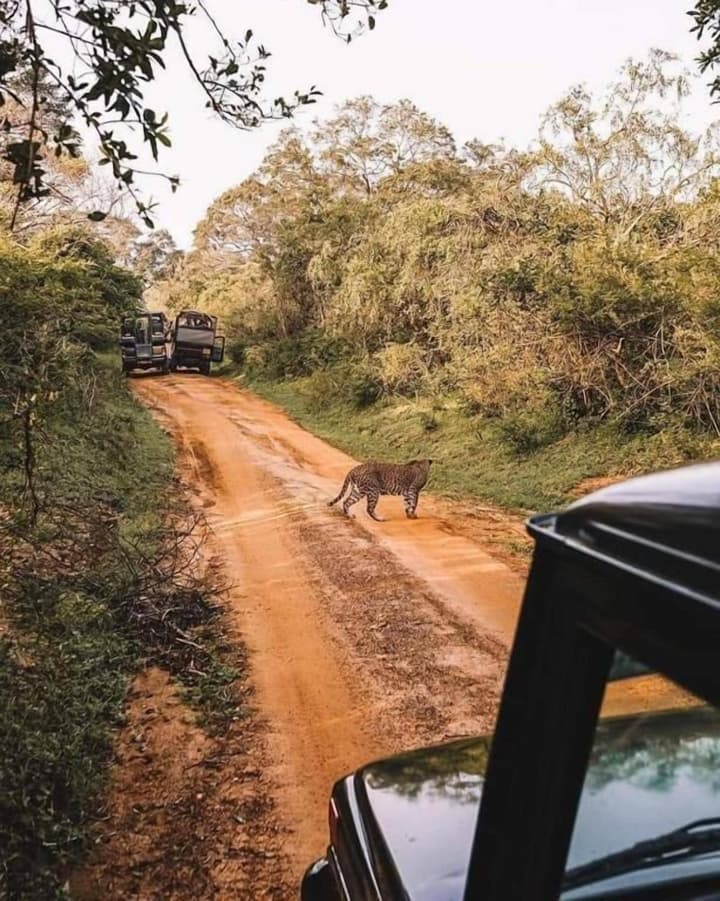 Kottamba Yala Stay & Safari