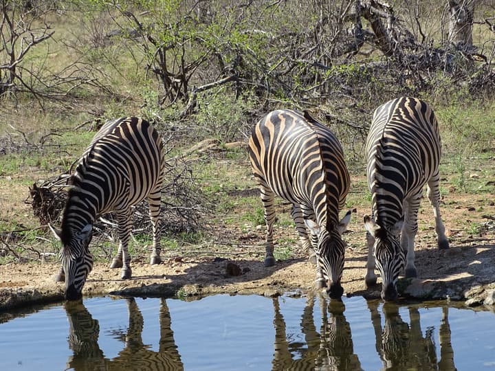 Ku Sungula Safari Lodge