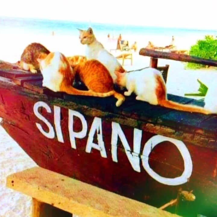 Sipano Beach Lodge Kiwengwa