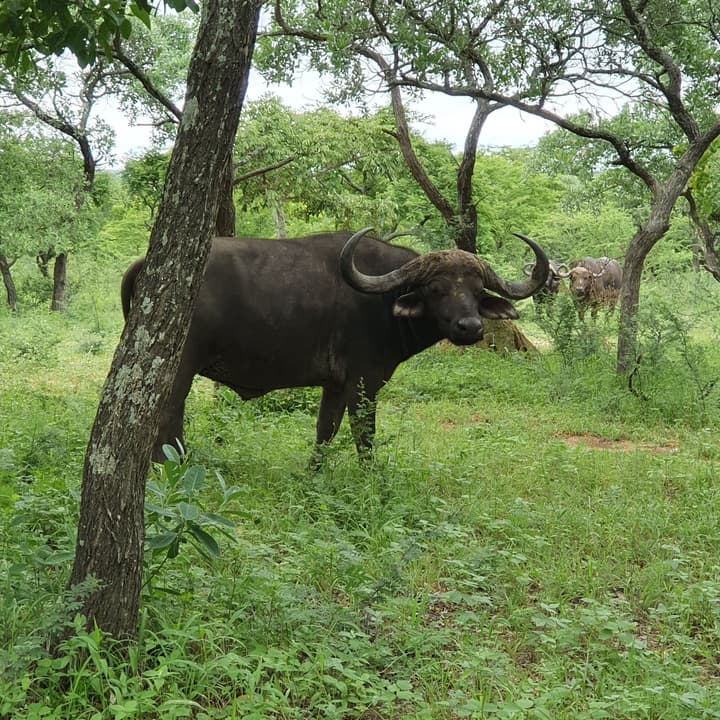 Kingfisher Creek Safari Lodge