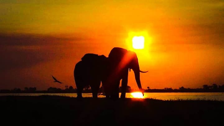 Elephant Trail