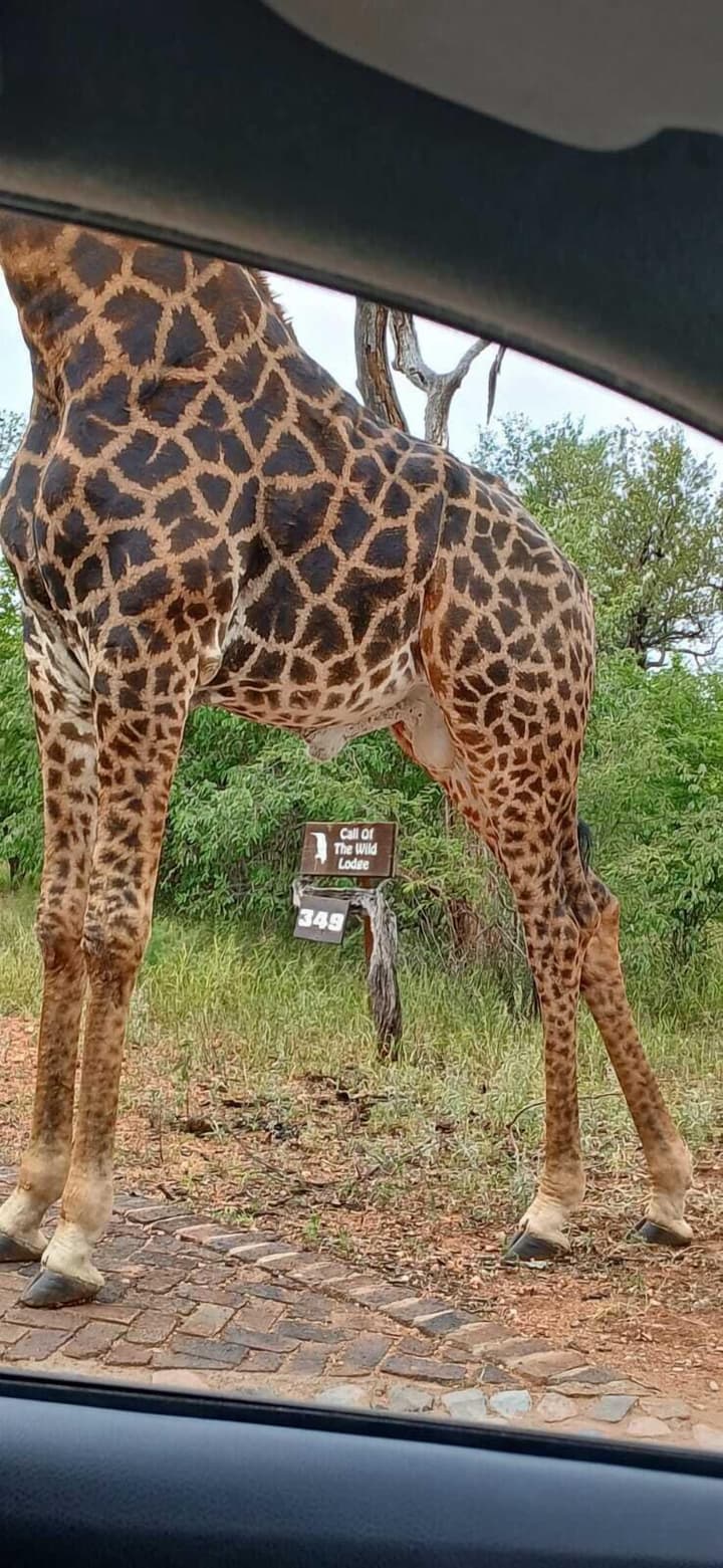 Call of the Wild Lodge