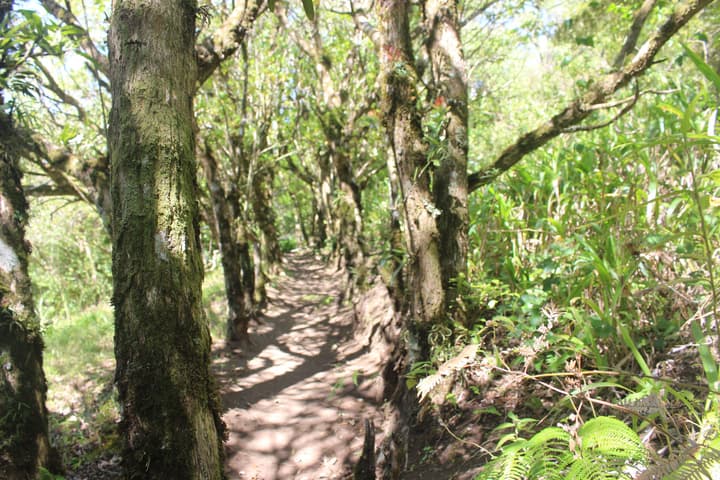 Cloud Forest Lodge