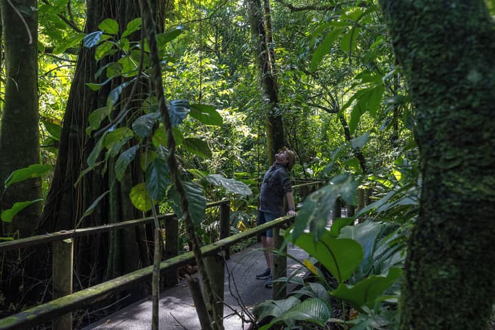 Pachira Lodge