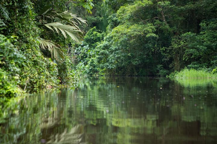 Pachira Lodge