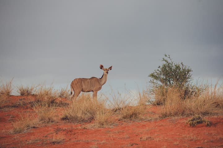 Kalahari Anib Lodge