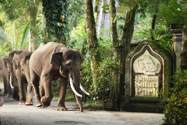 Mason Elephant Lodge