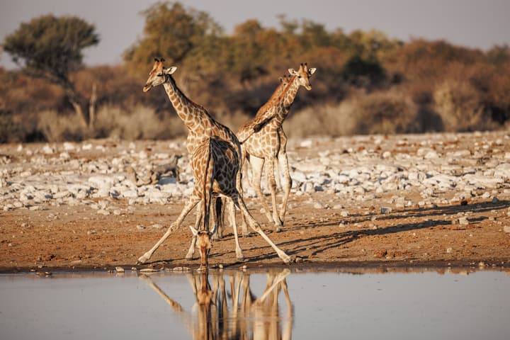 Mokuti Etosha