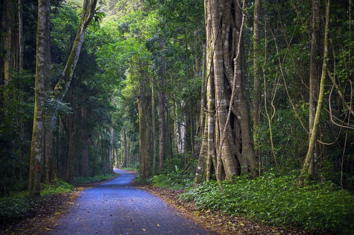 O'Reilly's Rainforest Retreat