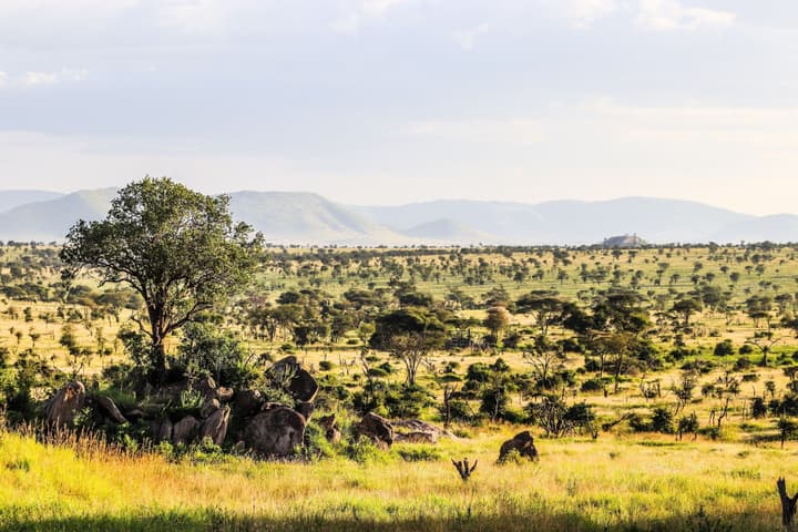 Four Seasons Safari Lodge Serengeti