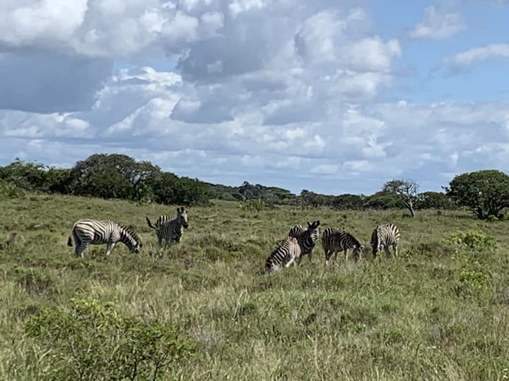 Flamingo Lodge