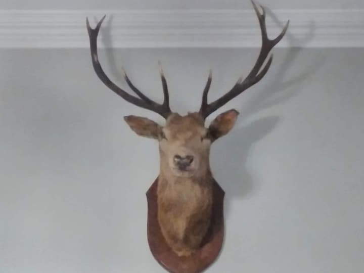 Greenland House B&B