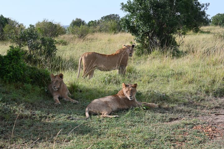 Drunken Elephant Mara