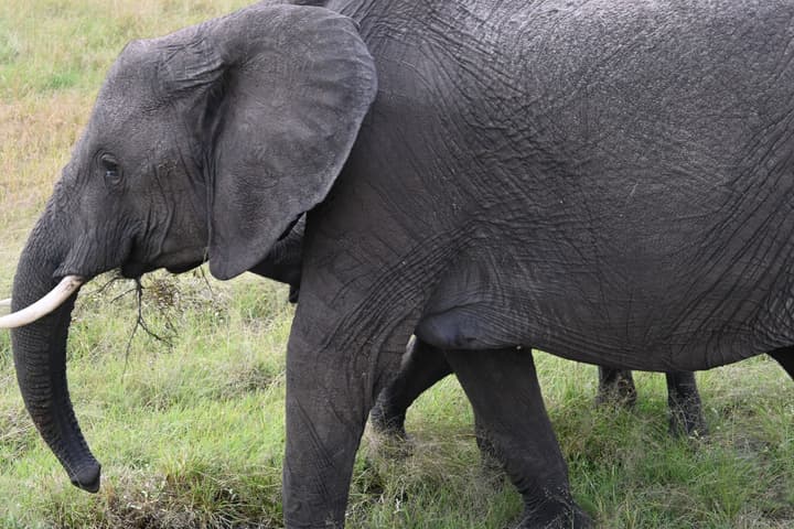 Drunken Elephant Mara