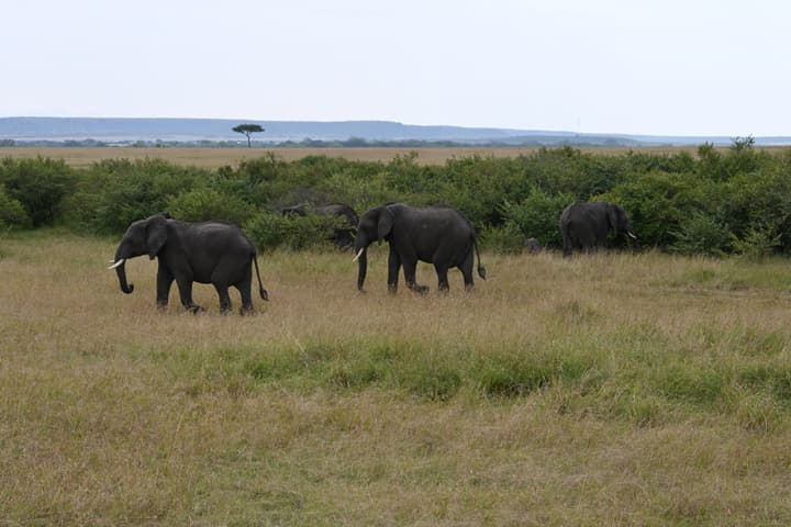 Drunken Elephant Mara