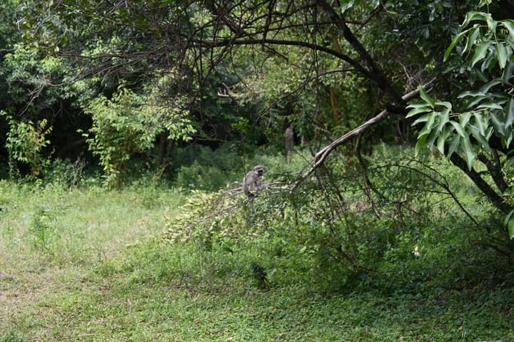 Drunken Elephant Mara